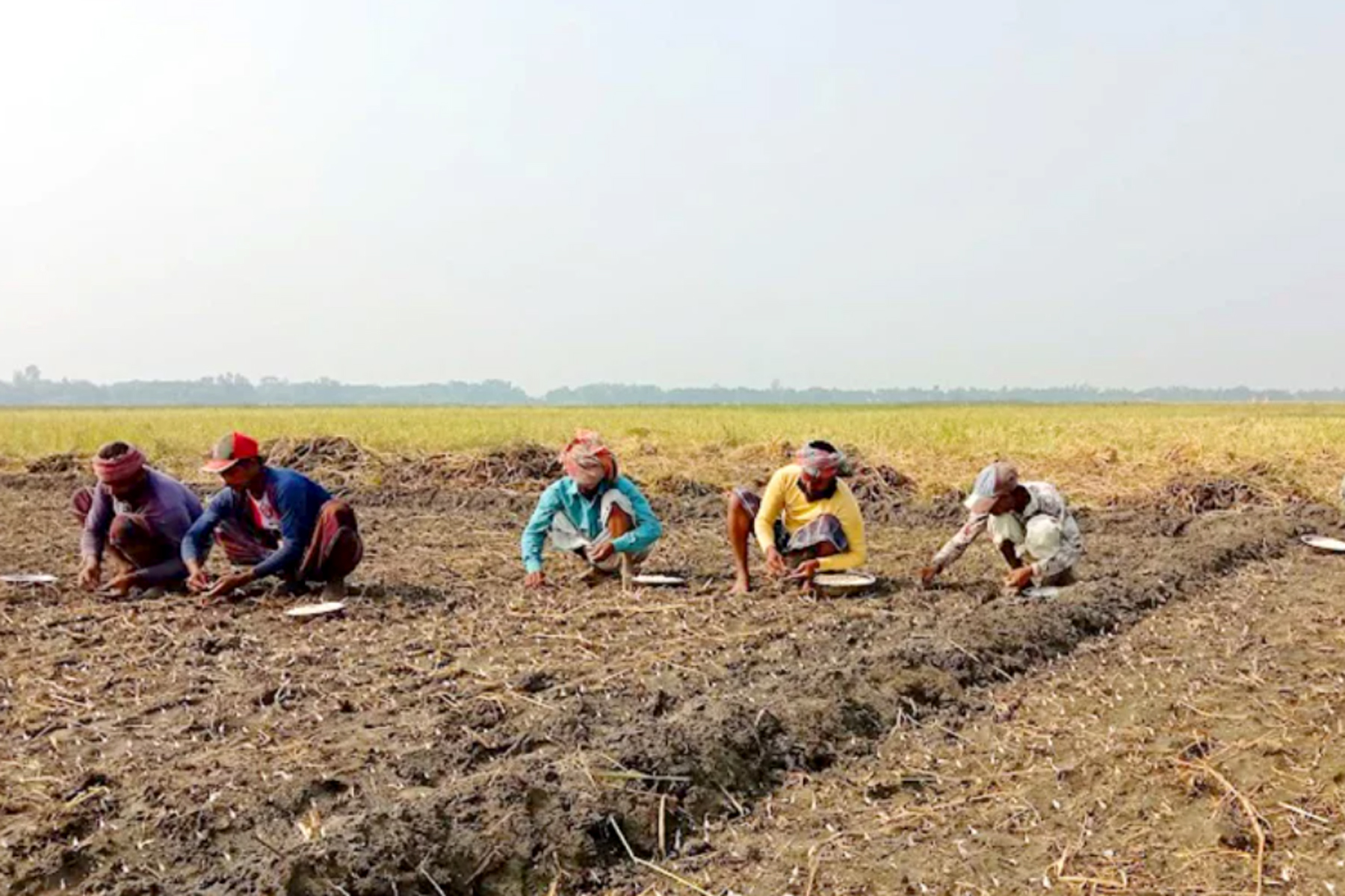 চলনবিলে বিনাহালে চাষের রসুনকে জিআই পণ্যের স্বীকৃতির দাবি